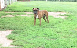 Boxer dogs for sale: Lakota - Image 5