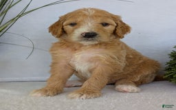 Goldendoodle dogs for sale: Sadie - Image 21
