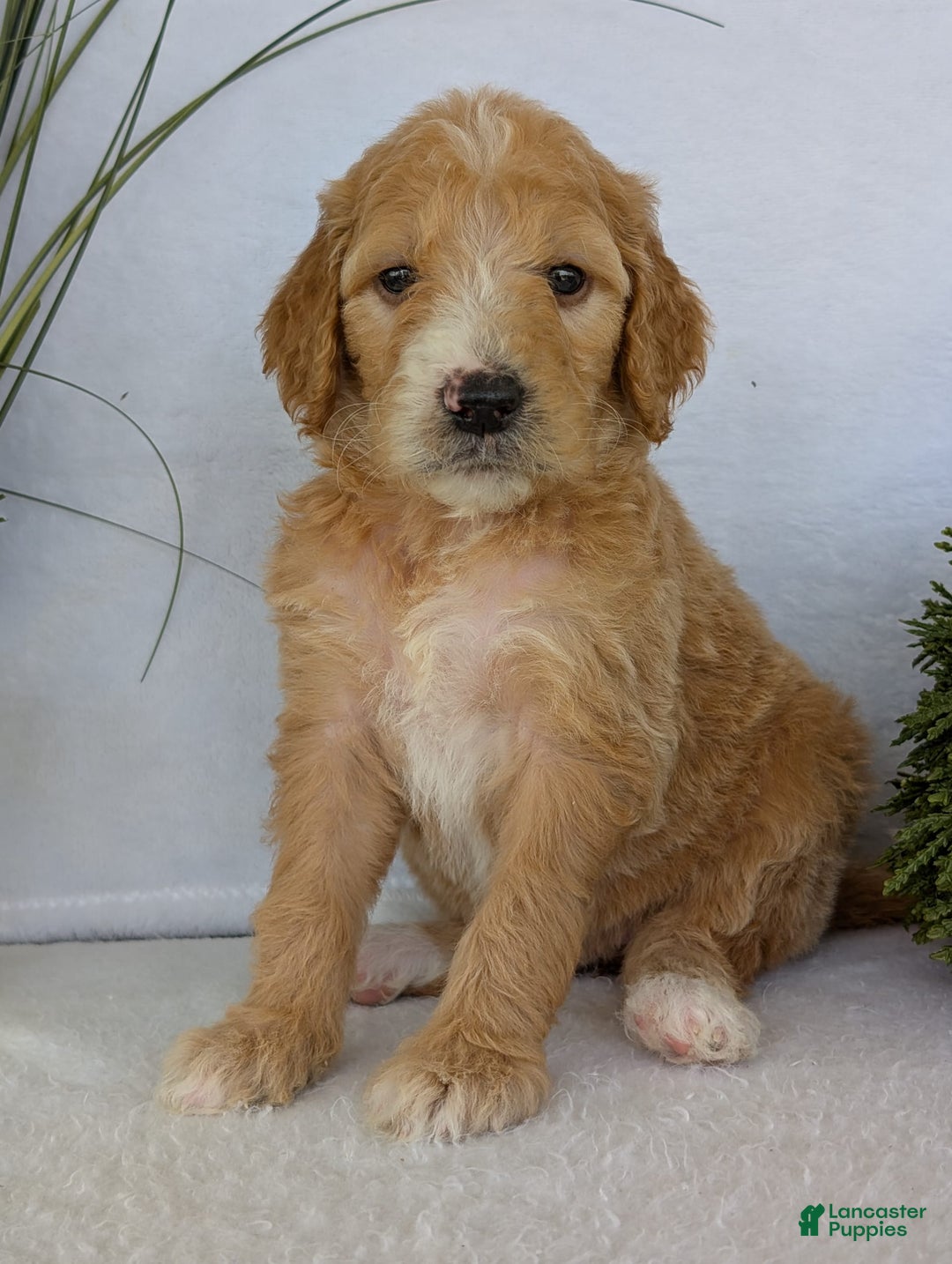 Goldendoodle dogs for sale: Sadie - Image 21