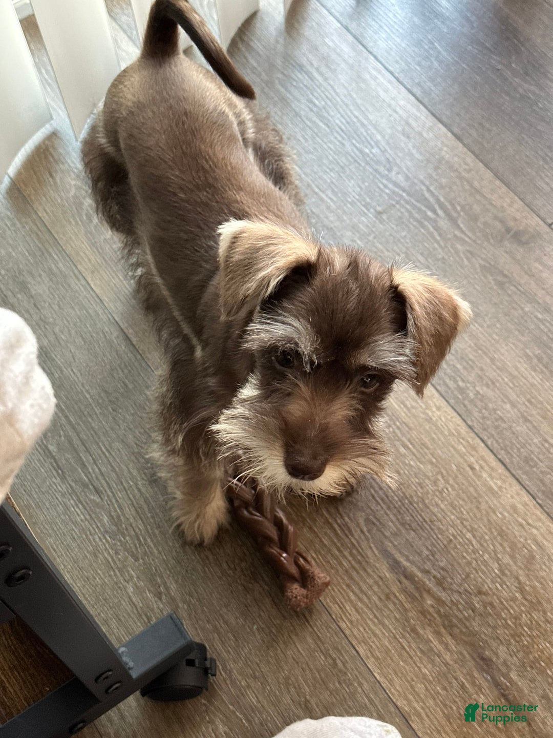 Miniature Schnauzer dogs for sale: Izzy - Image 1