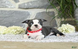 Boston Terrier dogs for sale: Windsor - Image 3
