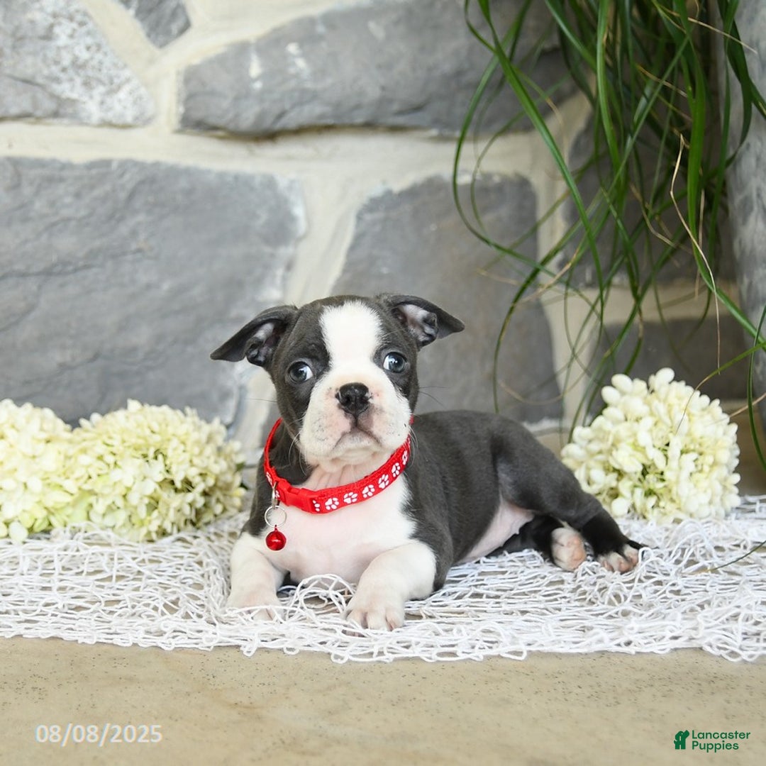 Boston Terrier dogs for sale: Windsor - Image 3