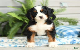 Bernedoodle dogs for sale: Basil - Image 4