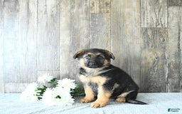 German Shepherd dogs for sale: Zeus - Listing for pets: Zeus, Ozzy, Zailey, Moose, Rizzo - Image 5