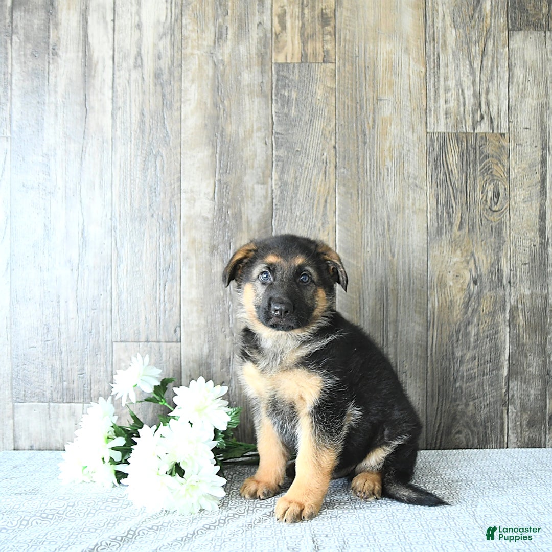 German Shepherd dogs for sale: Zeus - Listing for pets: Zeus, Ozzy, Zailey, Moose, Rizzo - Image 5