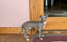 Italian Greyhound dogs for sale: Cj - Image 12