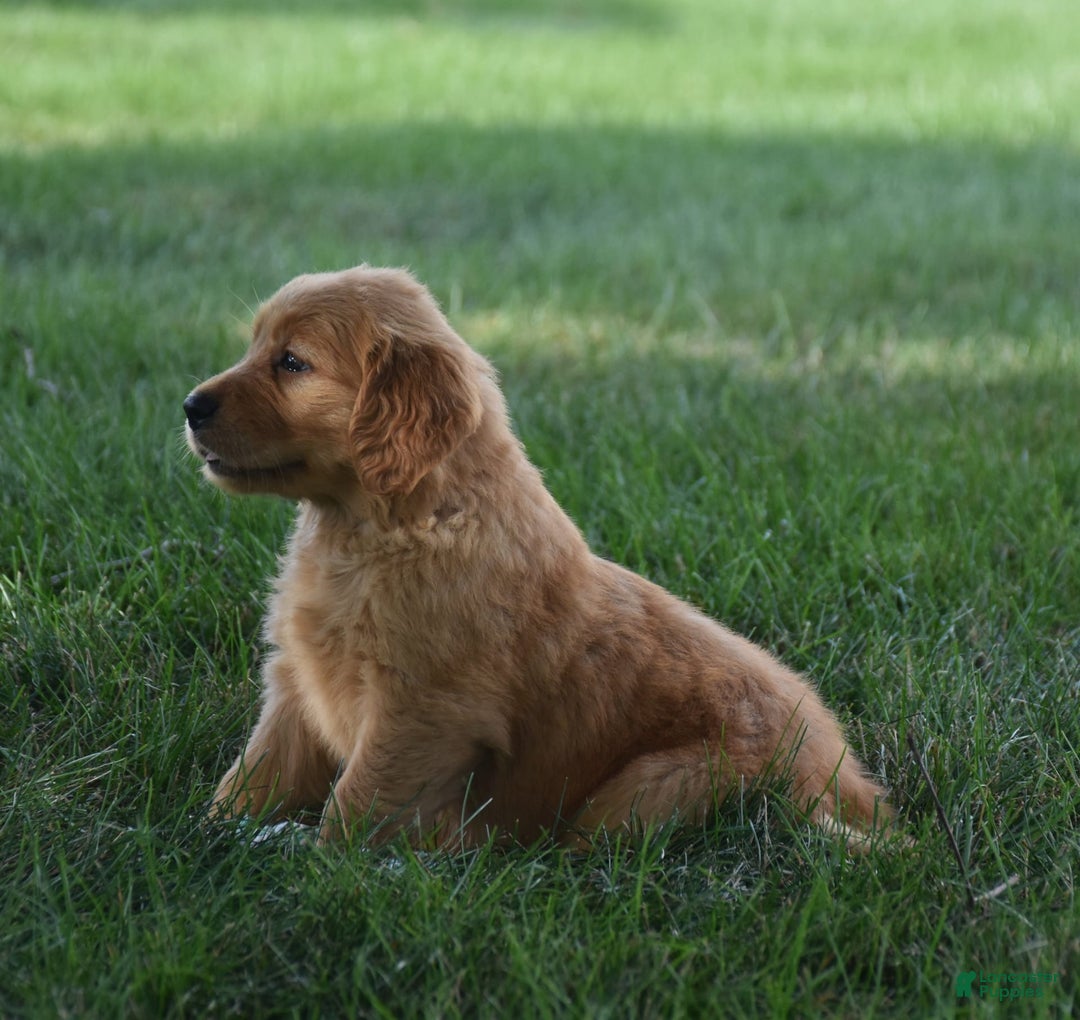 Golden Retriever dogs for sale: Golden Retriever 8 puppies - Image 18
