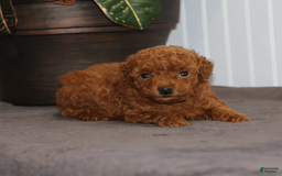 Toy Poodle dogs for sale: Eva - Image 3