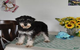 Schnoodle dogs for sale: Lily - Image 16