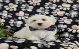 Maltese dogs for sale: Donegan Akc - Image 12