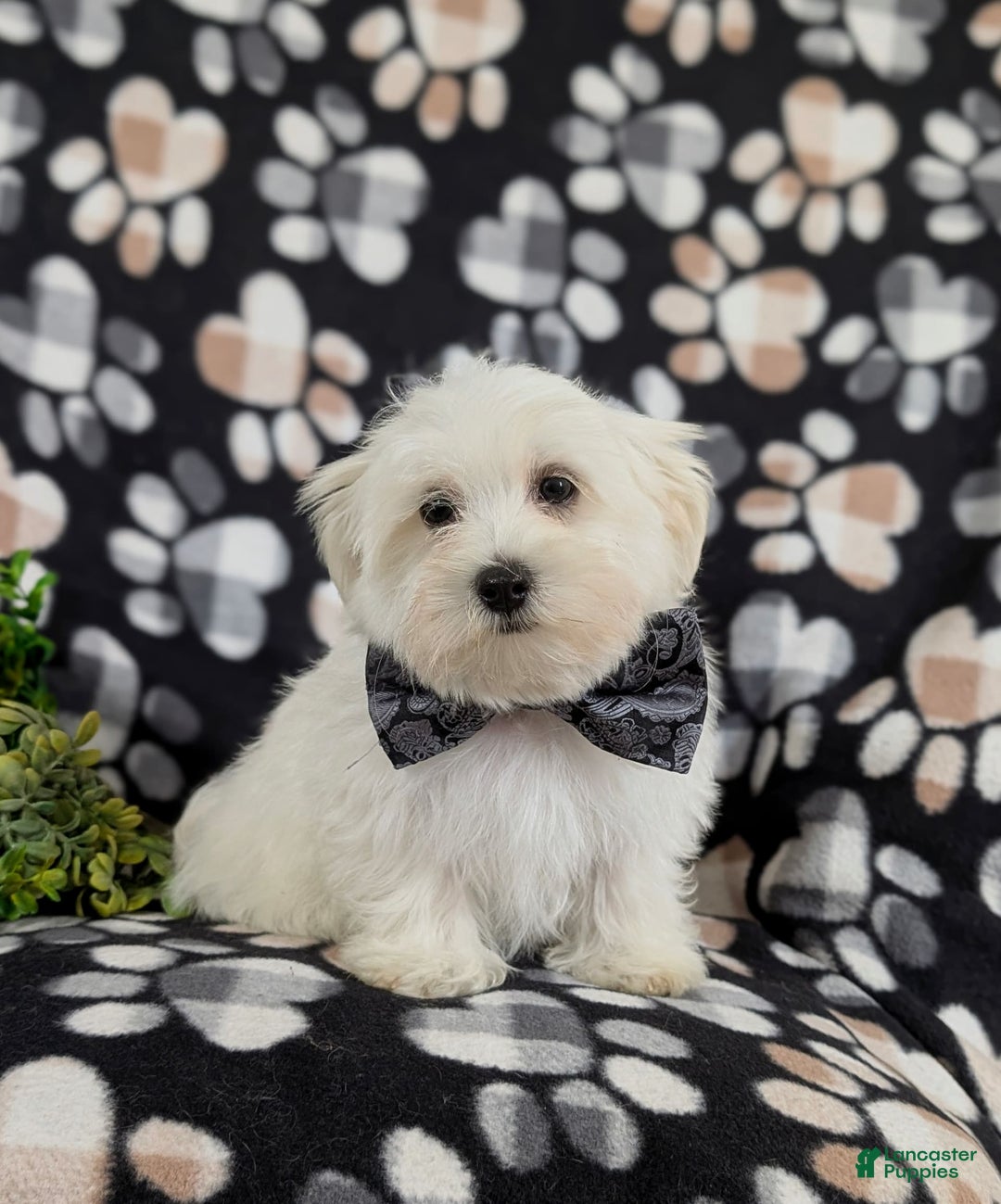 Maltese dogs for sale: Donegan Akc - Image 12
