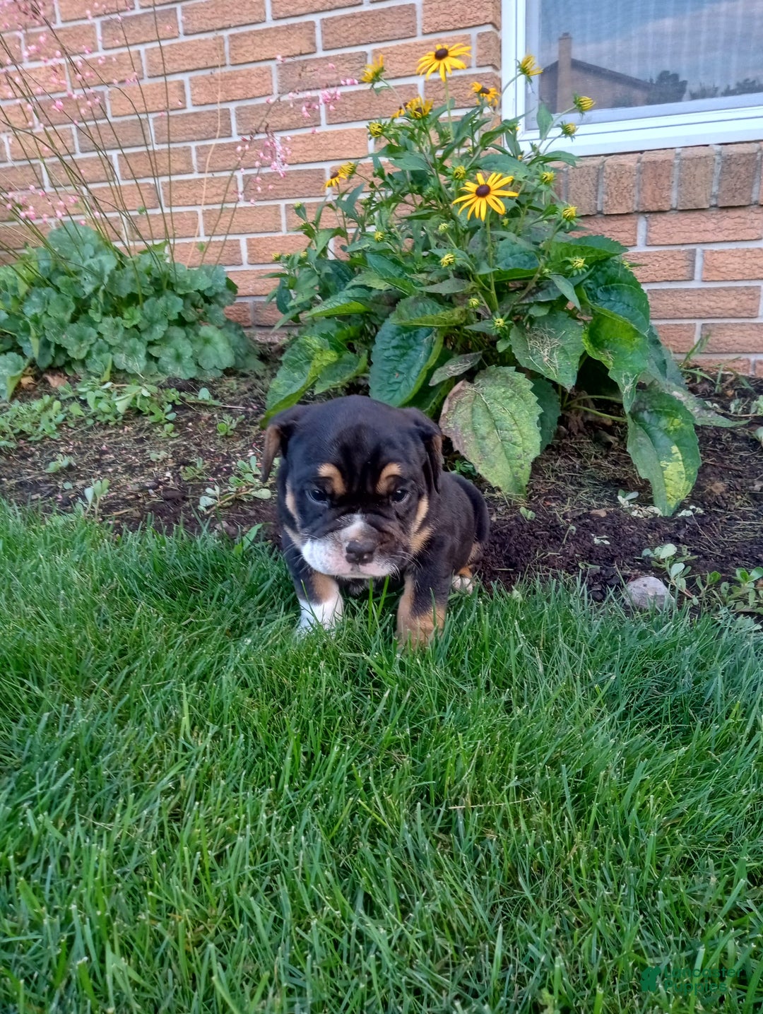 Olde English Bulldogge dogs for sale: Archer - Image 6