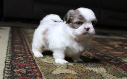 Shih Tzu dogs for sale: Gizmo - Image 3