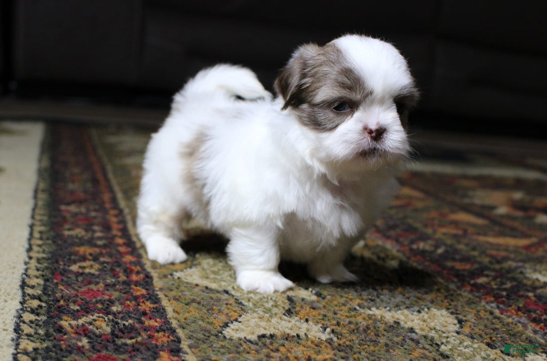 Shih Tzu dogs for sale: Gizmo - Image 3