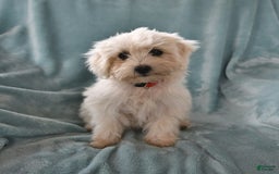 Maltese dogs for sale: Stardust - Image 10