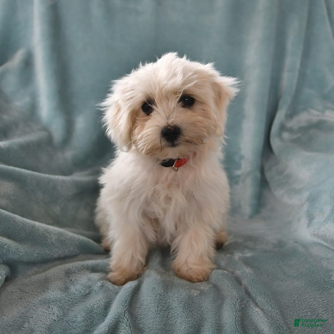 Maltese dogs for sale: Stardust - Image 10