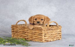 Miniature Golden Retriever dogs for sale: August - Image 6