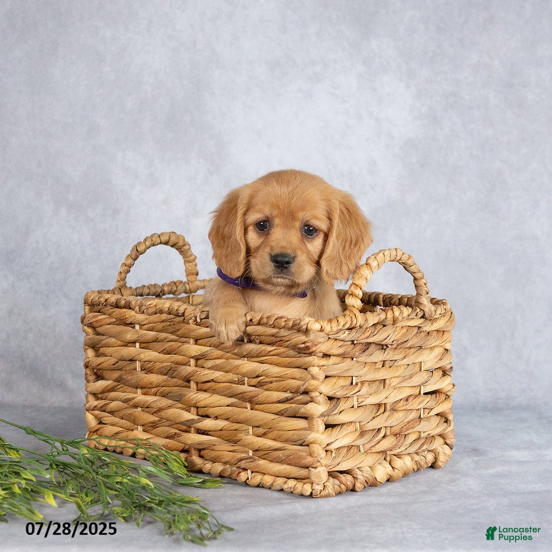 Miniature Golden Retriever dogs for sale: August - Image 6