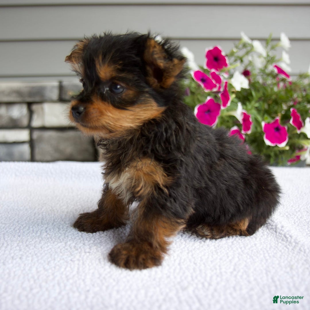 Yorkshire Terrier dogs for sale: Reese - Image 2