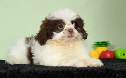 Shih Tzu dogs for sale: Mickey - Image 3