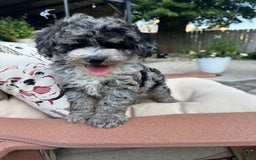  dogs for sale: Mini Goldendoodle 2 puppies - Image 4