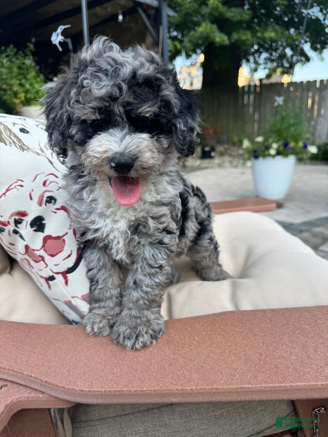  dogs for sale: Mini Goldendoodle 2 puppies - Image 4