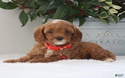 Cavapoo dogs for sale: Carson - Image 3