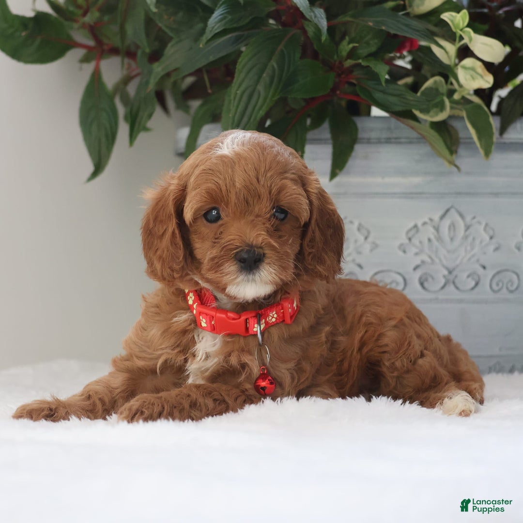 Cavapoo dogs for sale: Carson - Image 3
