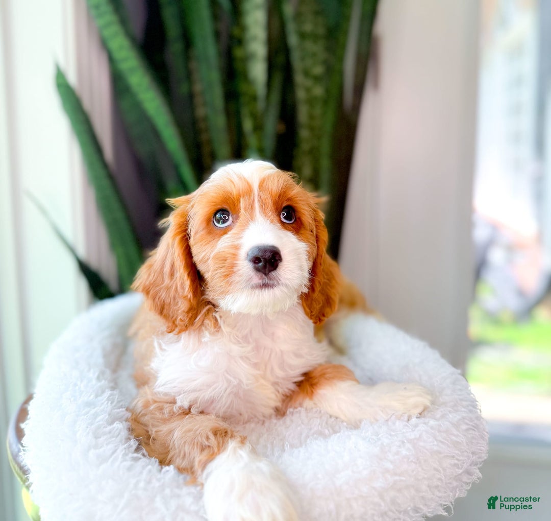 Cavapoo dogs for sale: Yahtzee - Image 2