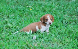 Dachshund dogs for sale: Akc Diego - Image 6