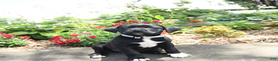 Freda