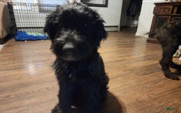 Labradoodle dogs for sale: Ruby - Image 24