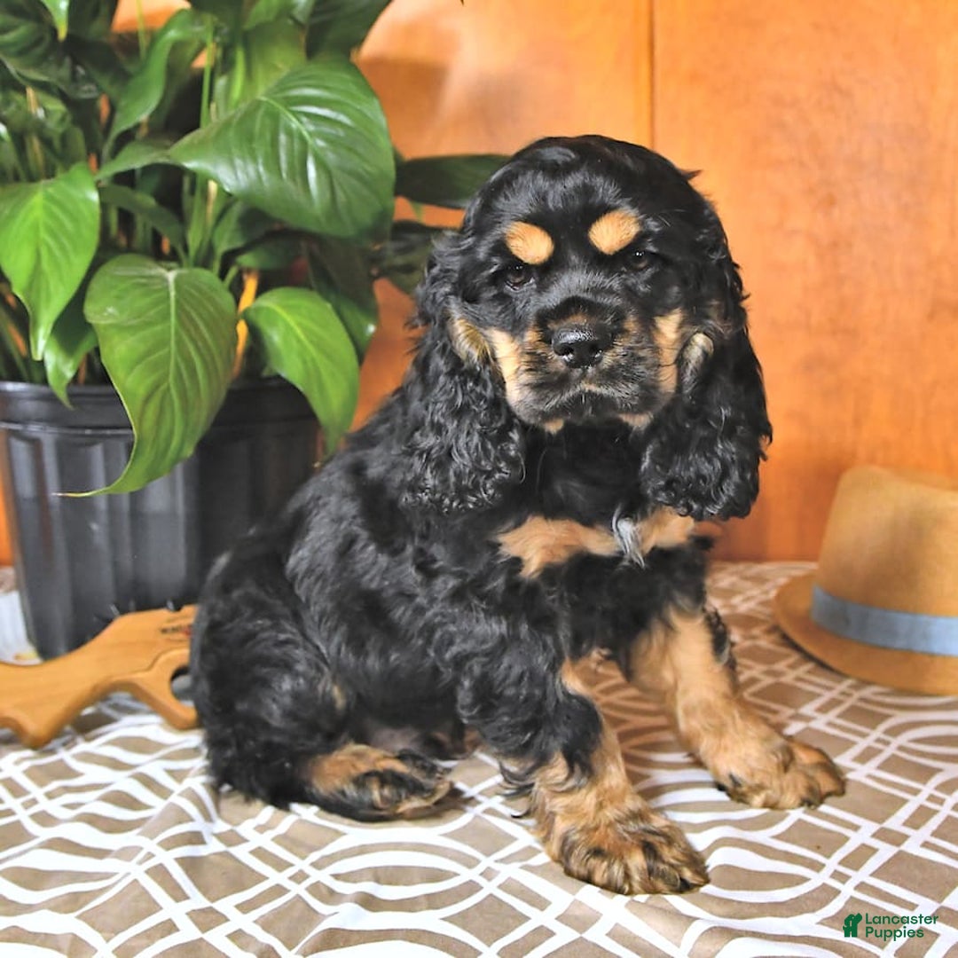 Cocker Spaniel dogs for sale: Banjo - Image 14