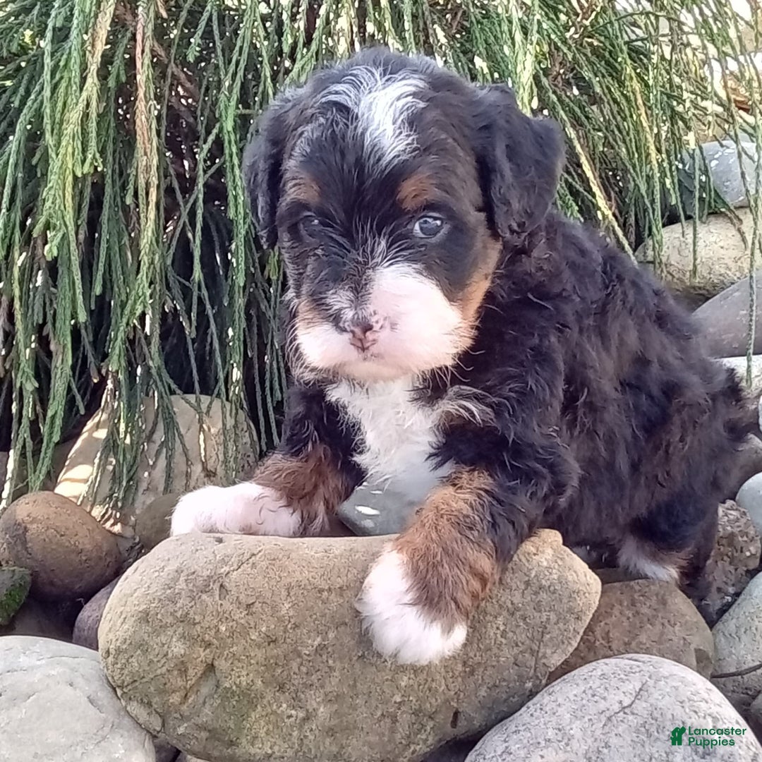 Mini Bernedoodle dogs for sale: Oakley - Image 6