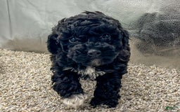 Miniature Poodle dogs for sale: Frieda - Image 2