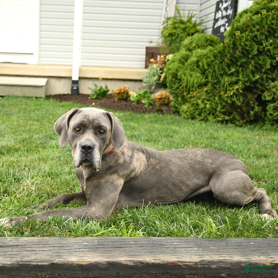 Cane Corso dogs for sale: Opal - Image 11