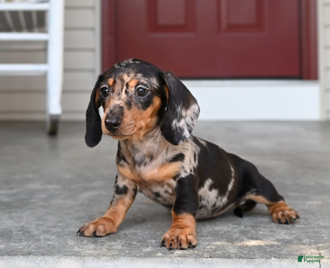 Miniature Dachshund dogs for sale: Shela - Image 6