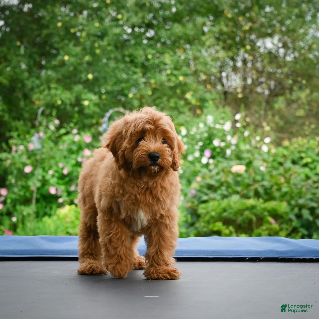Cavapoo dogs for sale: Cabo - Image 3