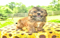 Shorkie dogs for sale: Edna - Image 2
