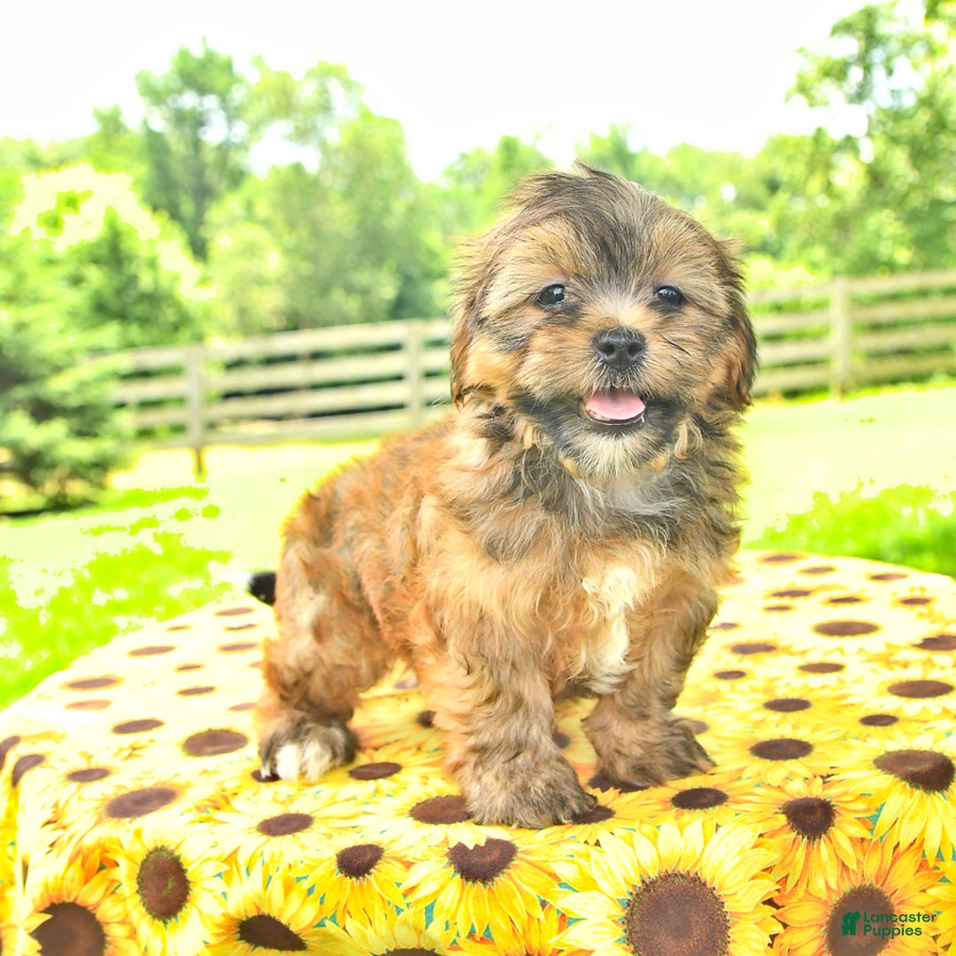 Shorkie dogs for sale: Edna - Image 2