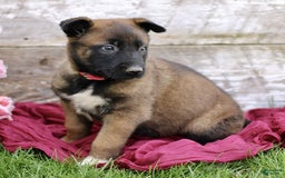 Belgian Malinois dogs for sale: Jasmine - Image 3
