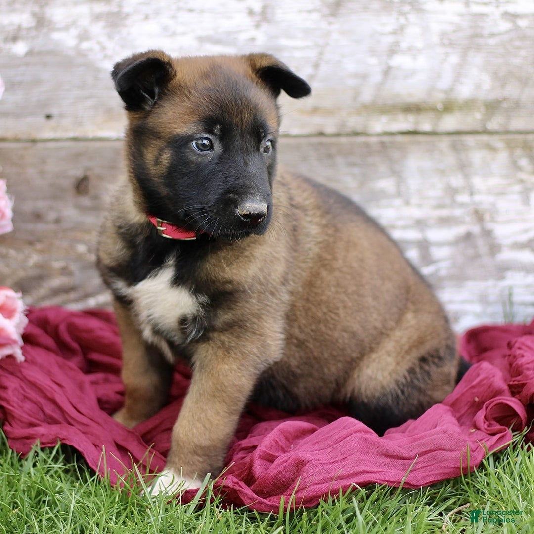Belgian Malinois dogs for sale: Jasmine - Image 3