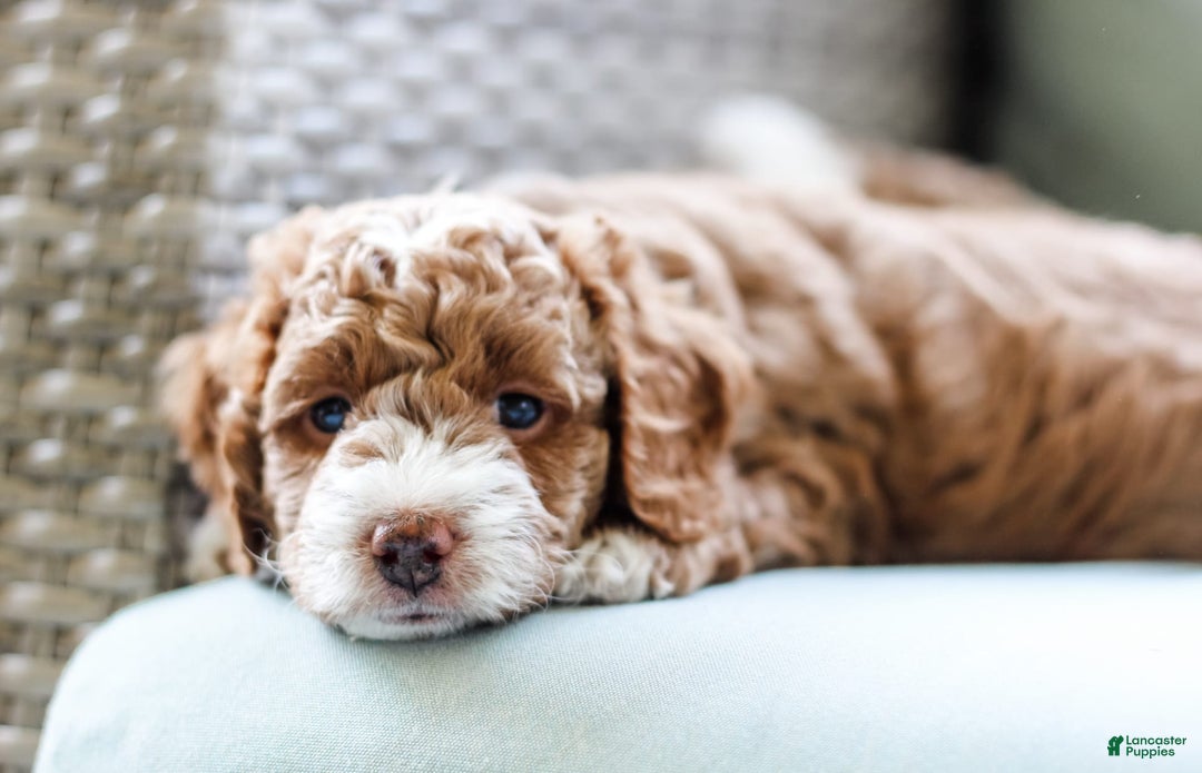 Mini Aussiedoodle dogs for sale: Cooper - Image 4
