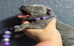 Great Dane dogs for sale: Blue Female Purple Collar - Image 3