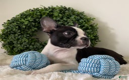 Boston Terrier dogs for sale: Dobby - Image 2