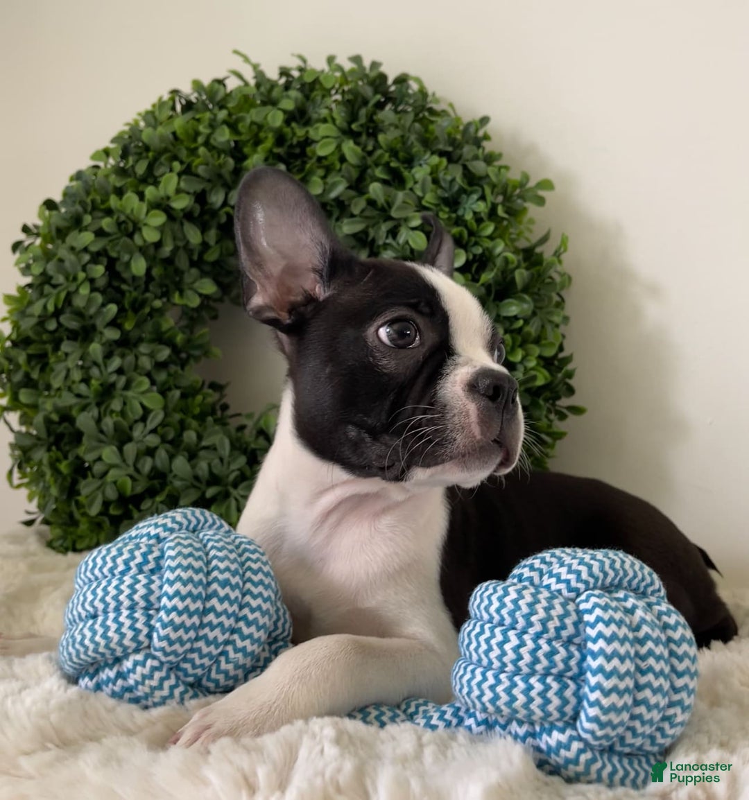 Boston Terrier dogs for sale: Dobby - Image 2