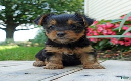 Yorkshire Terrier dogs for sale: Danae - Image 5