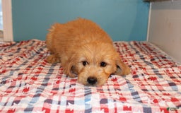  dogs for sale: Mini Goldendoodle 5 puppies - Image 31
