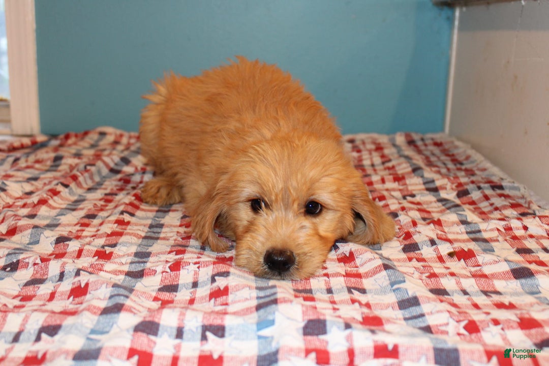  dogs for sale: Mini Goldendoodle 5 puppies - Image 31