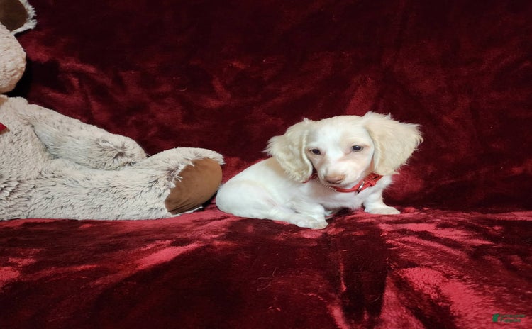 Miniature Dachshund dogs for sale - Ad 5